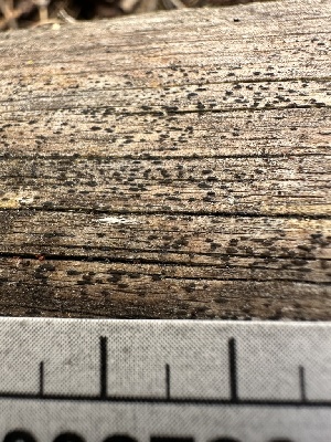  ( - HAY-F-002726)  @11 [ ] c (2023) Rudy Diaz Fungal Diversity Survey