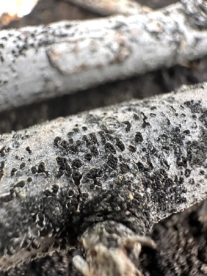  ( - HAY-F-002718)  @11 [ ] c (2023) Rudy Diaz Fungal Diversity Survey