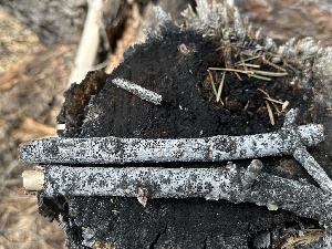  ( - HAY-F-002718)  @11 [ ] c (2023) Rudy Diaz Fungal Diversity Survey