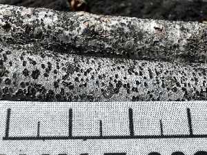  ( - HAY-F-002718)  @11 [ ] c (2023) Rudy Diaz Fungal Diversity Survey