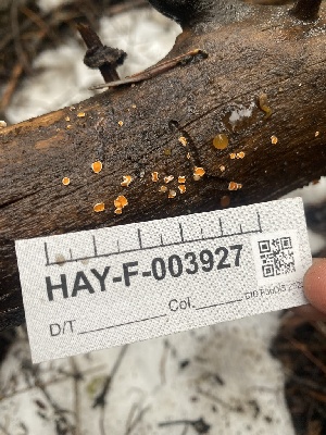  ( - HAY-F-003927)  @11 [ ] by-nc (2023) Grace Stark Fungal Diversity Survey