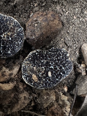  (Melanogaster sp. CA01 - HAY-F-002708)  @11 [ ] c (2023) Rudy Diaz Fungal Diversity Survey