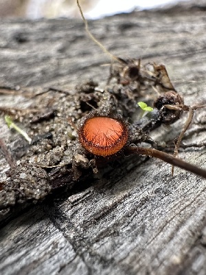  ( - HAY-F-002710)  @11 [ ] c (2023) Rudy Diaz Fungal Diversity Survey
