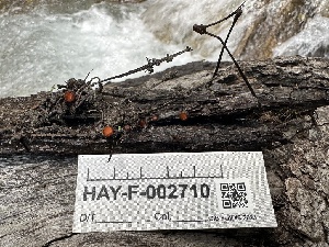  ( - HAY-F-002710)  @11 [ ] c (2023) Rudy Diaz Fungal Diversity Survey