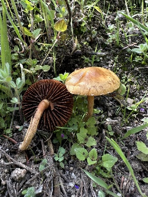  ( - HAY-F-002722)  @11 [ ] c (2023) Rudy Diaz Fungal Diversity Survey