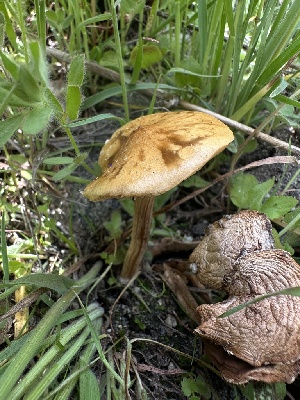  ( - HAY-F-002722)  @11 [ ] c (2023) Rudy Diaz Fungal Diversity Survey