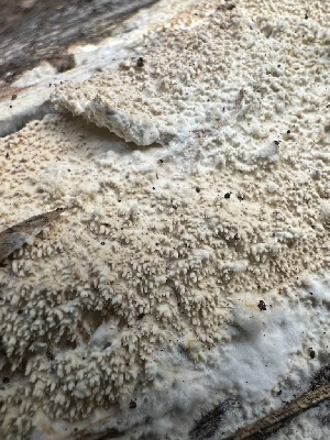  ( - HAY-F-002714)  @11 [ ] c (2023) Rudy Diaz Fungal Diversity Survey