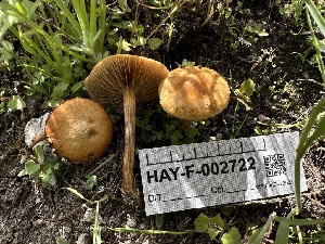  ( - HAY-F-002722)  @11 [ ] c (2023) Rudy Diaz Fungal Diversity Survey