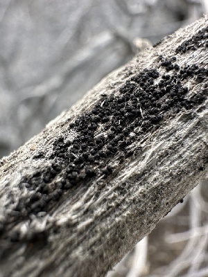 ( - HAY-F-002721)  @11 [ ] c (2023) Rudy Diaz Fungal Diversity Survey