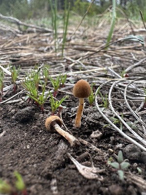  (Psathyrella - HAY-F-002725)  @11 [ ] c (2023) Rudy Diaz Fungal Diversity Survey