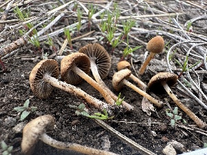  ( - HAY-F-002725)  @11 [ ] c (2023) Rudy Diaz Fungal Diversity Survey