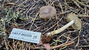  ( - HAY-F-002209)  @11 [ ] by-nc (2023) Thea Chesney Fungal Diversity Survey