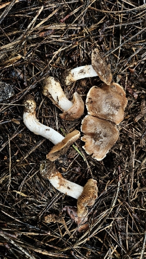  ( - HAY-F-002197)  @11 [ ] by-nc (2023) Thea Chesney Fungal Diversity Survey