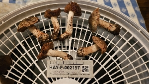  ( - HAY-F-002197)  @11 [ ] by-nc (2023) Thea Chesney Fungal Diversity Survey