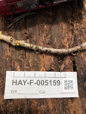  ( - HAY-F-005159)  @11 [ ] by-nc (2023) Dean Lyons Fungal Diversity Survey