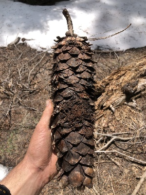  ( - HAY-F-005126)  @11 [ ] by-nc (2023) Dean Lyons Fungal Diversity Survey