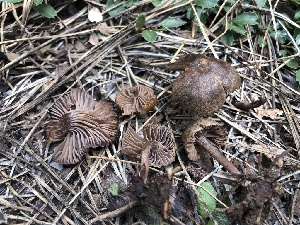  ( - HAY-F-005130)  @11 [ ] by-nc (2023) Dean Lyons Fungal Diversity Survey