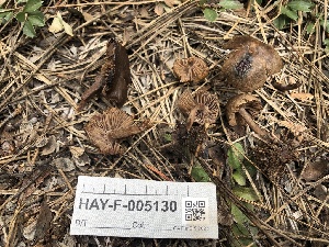  ( - HAY-F-005130)  @11 [ ] by-nc (2023) Dean Lyons Fungal Diversity Survey