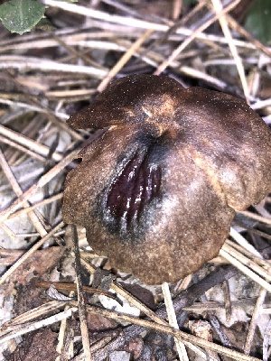  ( - HAY-F-005130)  @11 [ ] by-nc (2023) Dean Lyons Fungal Diversity Survey