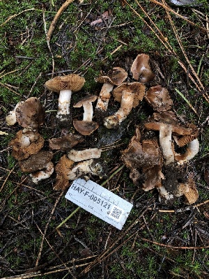  ( - HAY-F-005121)  @11 [ ] by-nc (2023) Dean Lyons Fungal Diversity Survey