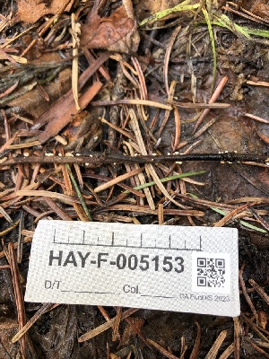  ( - HAY-F-005153)  @11 [ ] by-nc (2023) Dean Lyons Fungal Diversity Survey