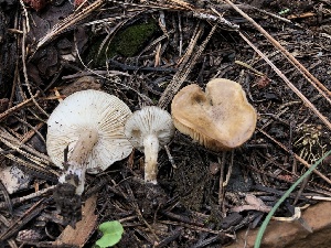  (Melanoleuca angelesiana - HAY-F-005149)  @11 [ ] by-nc (2023) Dean Lyons Fungal Diversity Survey