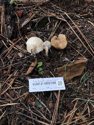  ( - HAY-F-005149)  @11 [ ] by-nc (2023) Dean Lyons Fungal Diversity Survey