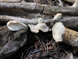  ( - HAY-F-005004)  @11 [ ] by-nc (2023) Dean Lyons Fungal Diversity Survey