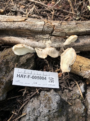  ( - HAY-F-005004)  @11 [ ] by-nc (2023) Dean Lyons Fungal Diversity Survey