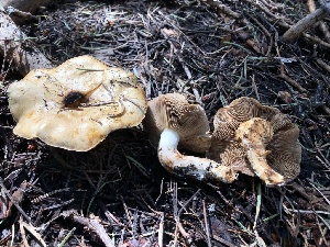  ( - HAY-F-005007)  @11 [ ] by-nc (2023) Dean Lyons Fungal Diversity Survey