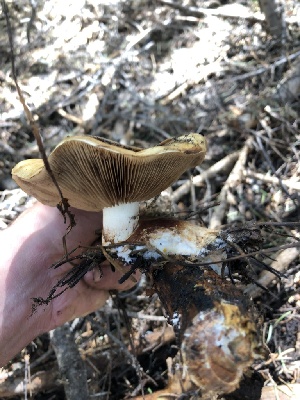  ( - HAY-F-005007)  @11 [ ] by-nc (2023) Dean Lyons Fungal Diversity Survey