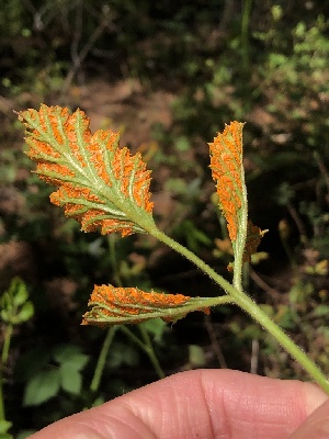  (Phragmidiaceae - HAY-F-001037)  @11 [ ] by-nc (2023) Dean Lyons Fungal Diversity Survey