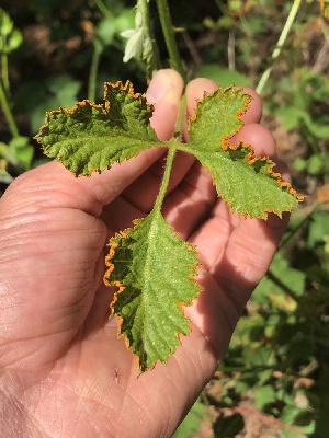  ( - HAY-F-001037)  @11 [ ] by-nc (2023) Dean Lyons Fungal Diversity Survey