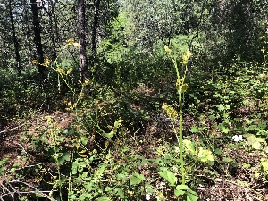  ( - HAY-F-001037)  @11 [ ] by-nc (2023) Dean Lyons Fungal Diversity Survey