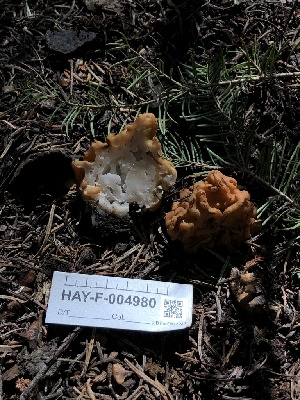  ( - HAY-F-004980)  @11 [ ] by-nc (2023) Dean Lyons Fungal Diversity Survey