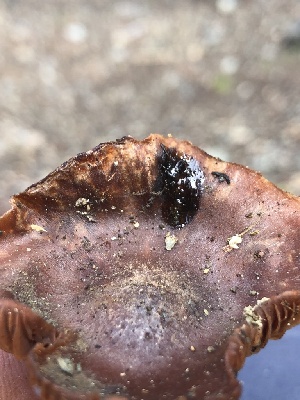  ( - HAY-F-004982)  @11 [ ] by-nc (2023) Dean Lyons Fungal Diversity Survey