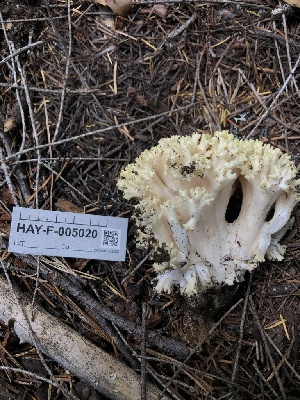  ( - HAY-F-005020)  @11 [ ] by-nc (2023) Dean Lyons Fungal Diversity Survey