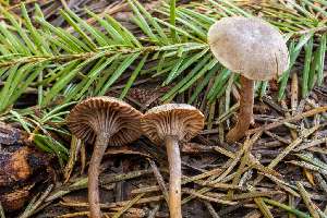 ( - HAY-F-005167)  @11 [ ] by-nc (2023) Dean Lyons Fungal Diversity Survey