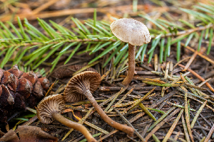  ( - HAY-F-005167)  @11 [ ] by-nc (2023) Dean Lyons Fungal Diversity Survey
