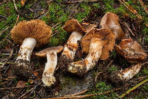  ( - HAY-F-005121)  @11 [ ] by-nc (2023) Dean Lyons Fungal Diversity Survey
