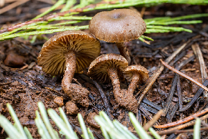  ( - HAY-F-005151)  @11 [ ] by-nc (2023) Dean Lyons Fungal Diversity Survey