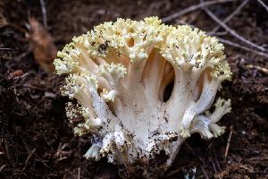  ( - HAY-F-005020)  @11 [ ] by-nc (2023) Dean Lyons Fungal Diversity Survey