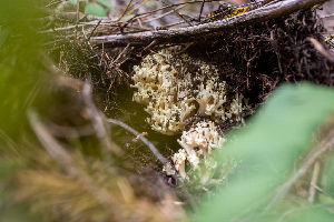  ( - HAY-F-005020)  @11 [ ] by-nc (2023) Dean Lyons Fungal Diversity Survey