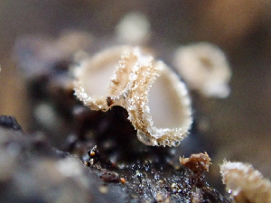  (Brunnipila sp. CA01 - HAY-F-005165)  @11 [ ] by-nc (2023) Dean Lyons Fungal Diversity Survey