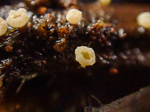 ( - HAY-F-005161)  @11 [ ] by-nc (2023) Dean Lyons Fungal Diversity Survey