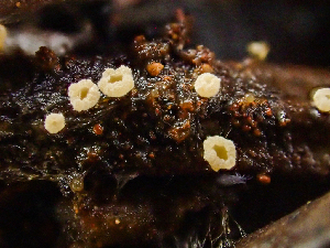  ( - HAY-F-005161)  @11 [ ] by-nc (2023) Dean Lyons Fungal Diversity Survey