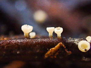  ( - HAY-F-005161)  @11 [ ] by-nc (2023) Dean Lyons Fungal Diversity Survey