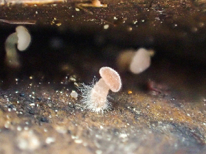  ( - HAY-F-005126)  @11 [ ] by-nc (2023) Dean Lyons Fungal Diversity Survey