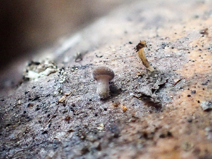  ( - HAY-F-005126)  @11 [ ] by-nc (2023) Dean Lyons Fungal Diversity Survey