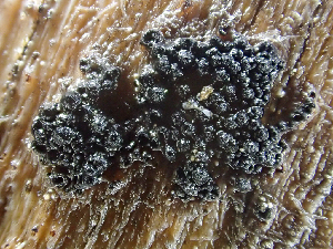  (Coniochaeta ligniaria - HAY-F-005155)  @11 [ ] by-nc (2023) Dean Lyons Fungal Diversity Survey